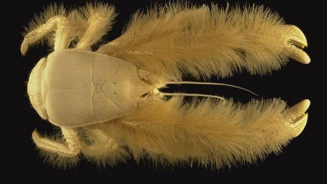 El cangrejo yeti (Kiwa hirsuta). 