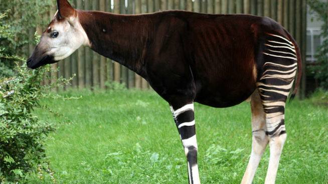 Okapi. 