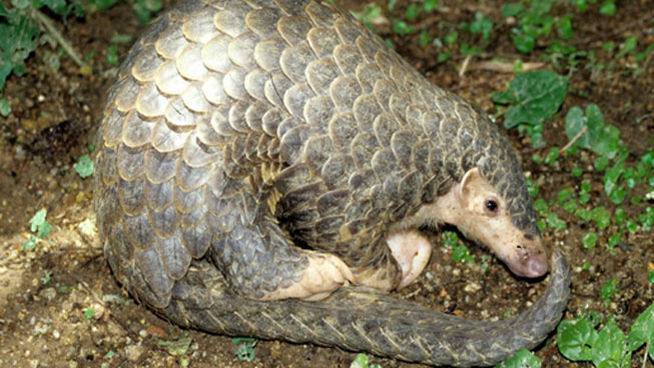 Pangolín chino. 