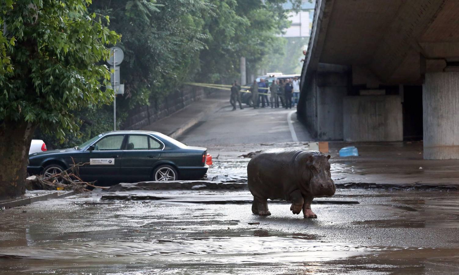 Las fieras del zoo, de &#039;paseo&#039; por el centro de Tiflis