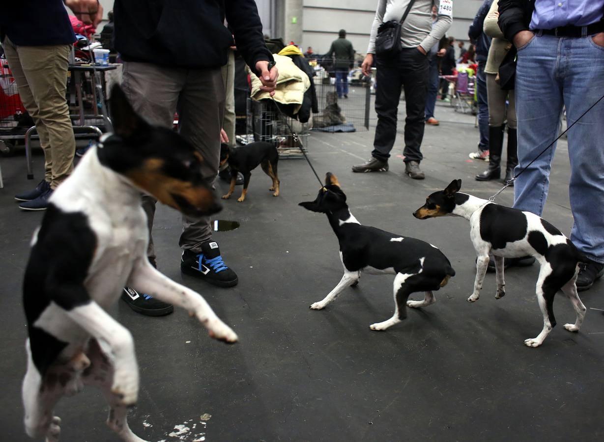 Más de 4.000 perros se dan cita hoy en el BEC