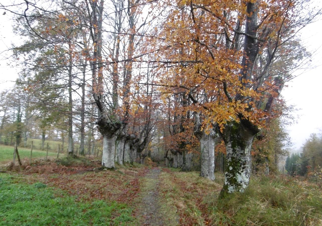 Las hayas flanquean la calzada. 