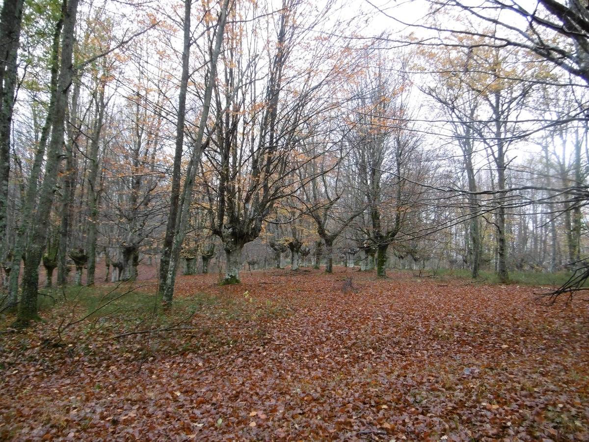 El hayedo de Illuntxo. 