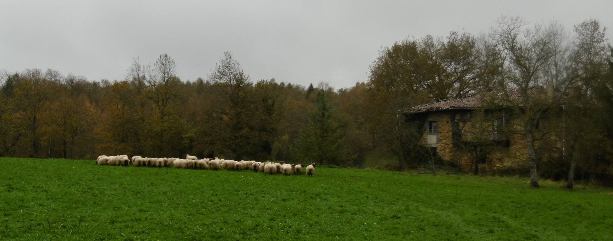 Oleta, prados, ovejas y caseríos. 