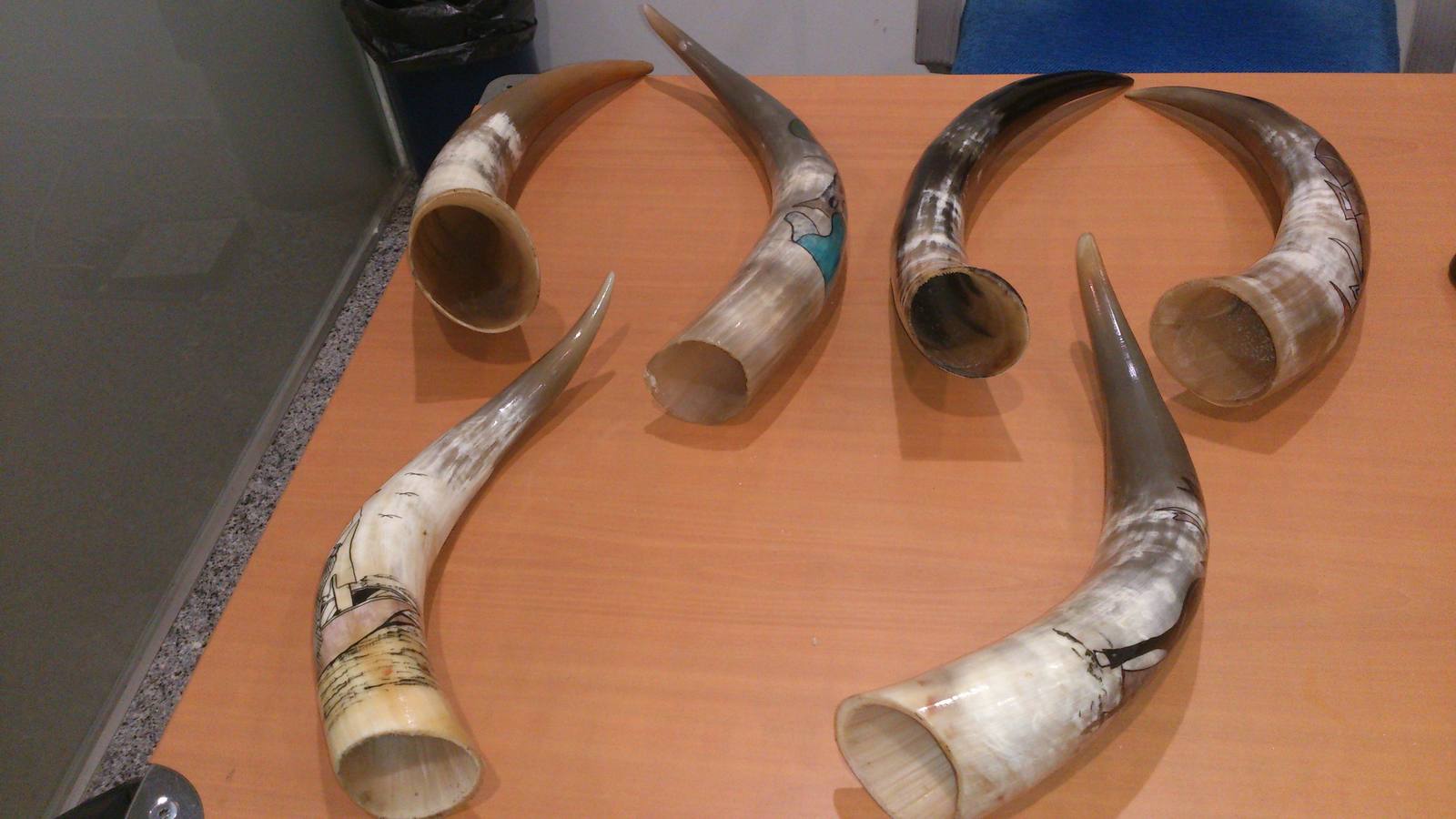 Astas de bovino procedentes de África.