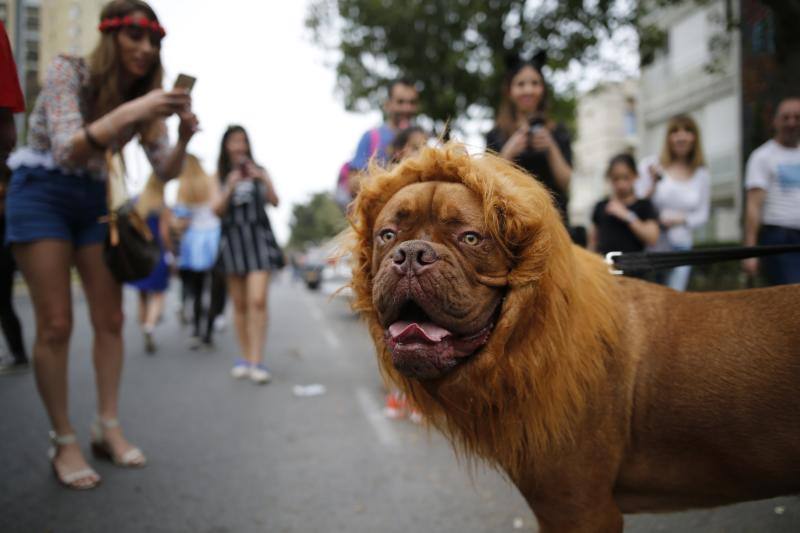 El Carnaval judío se viste de color