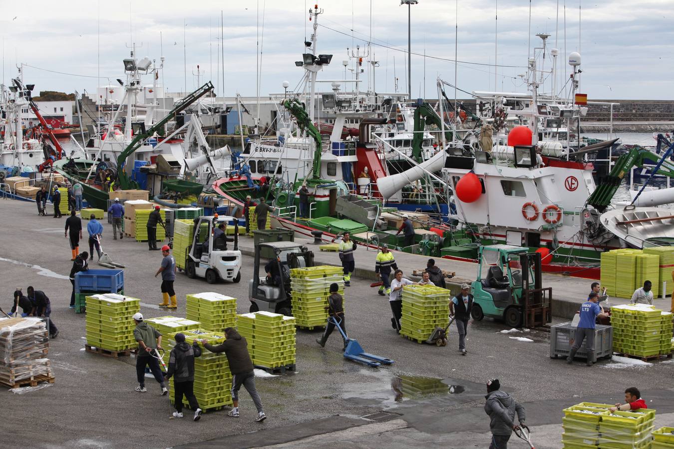La campaña de la anchoa desborda al puerto de Ondarroa