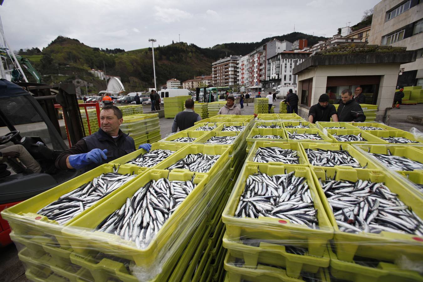 La campaña de la anchoa desborda al puerto de Ondarroa