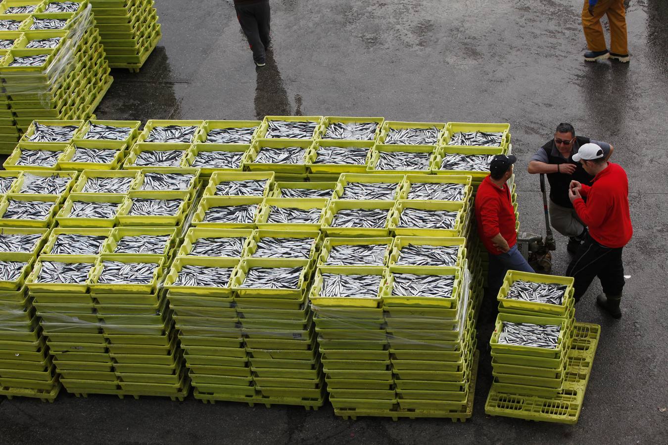 La campaña de la anchoa desborda al puerto de Ondarroa