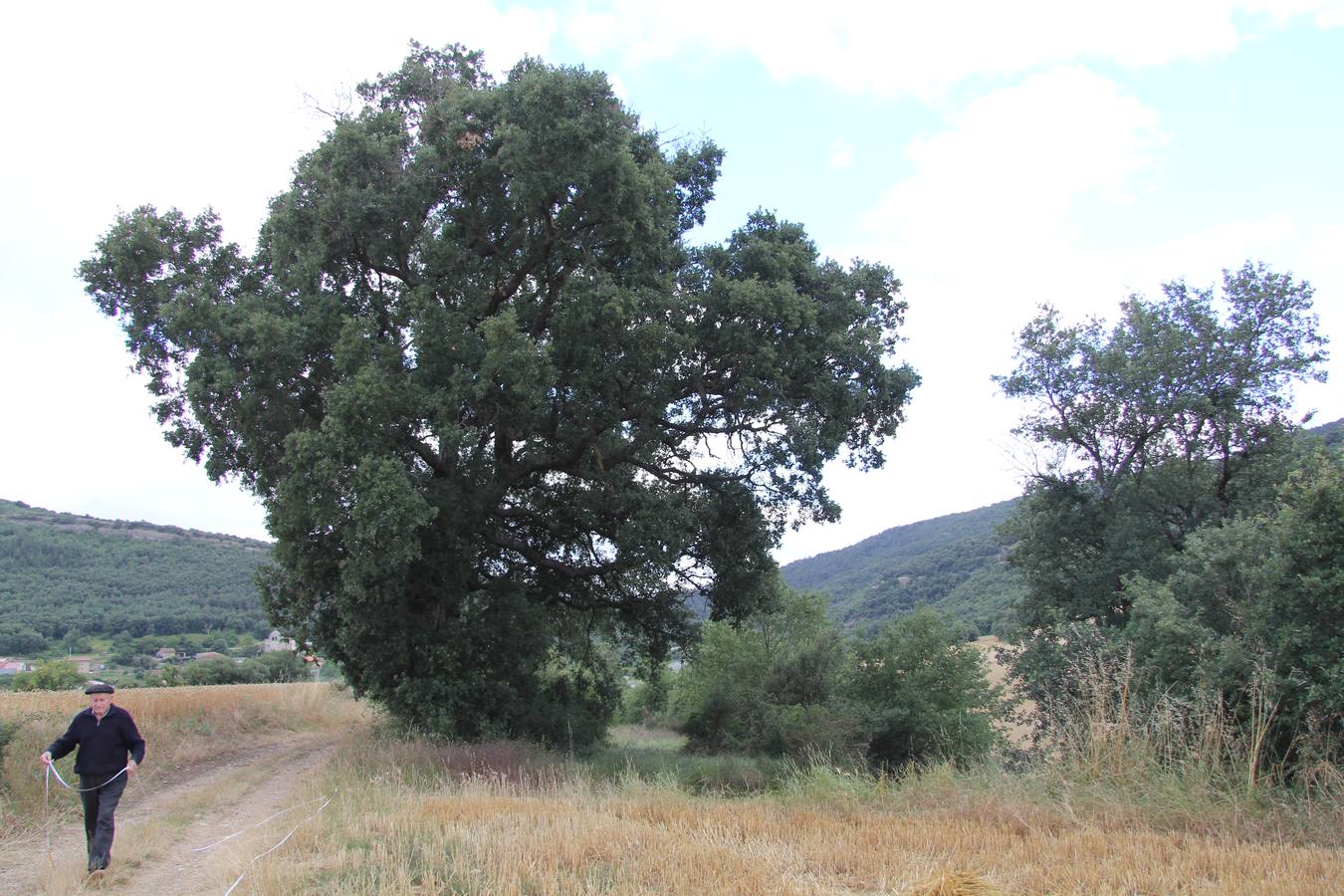 Roblejuan (Quejigo). Localidad: Hereña (Ribera Alta). Valores: Ligado a una tradición por la que los vecinos se reunían bajo su copa. Figura: Árbol singular