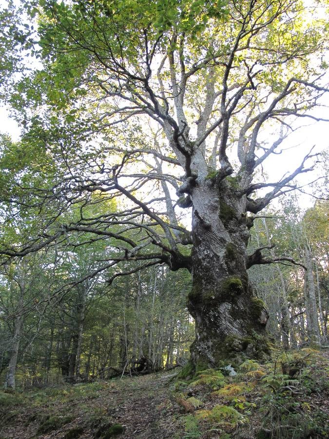 El gran roble de Beorlaza. En Zalduondo, ejemplar de gran porte y monumental.Está hueco por dentro. Figura: Árbol altamente singular