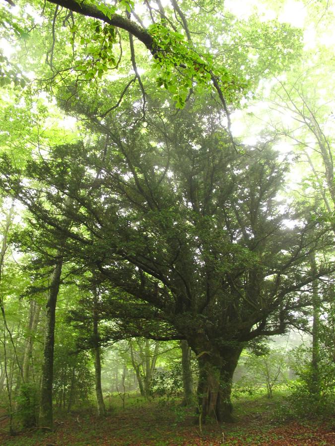 Tejo en las faldas de Pagogan. En el hayedo del puertucho de Gamizarrate, este tejo y otros son una especie «amenazada del muicipio de Vitoria». Es «altamente singular», aunque no está clasificado como tal.