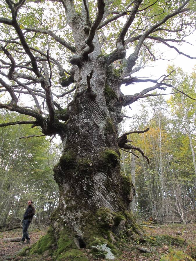 El gran roble de Beorlaza. En Zalduondo, ejemplar de gran porte y monumental.Está hueco por dentro. Figura: Árbol altamente singular
