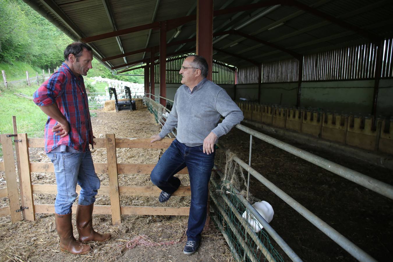 El pastor de ovejas Jean Michel Iribarne y concejal del PNV en Baja Navarra charla con Pako Arizmendi, líder de los jeltzales en Iparralde, en la granja de ovejas de Iribarne, vestido con camisa de cuadros.