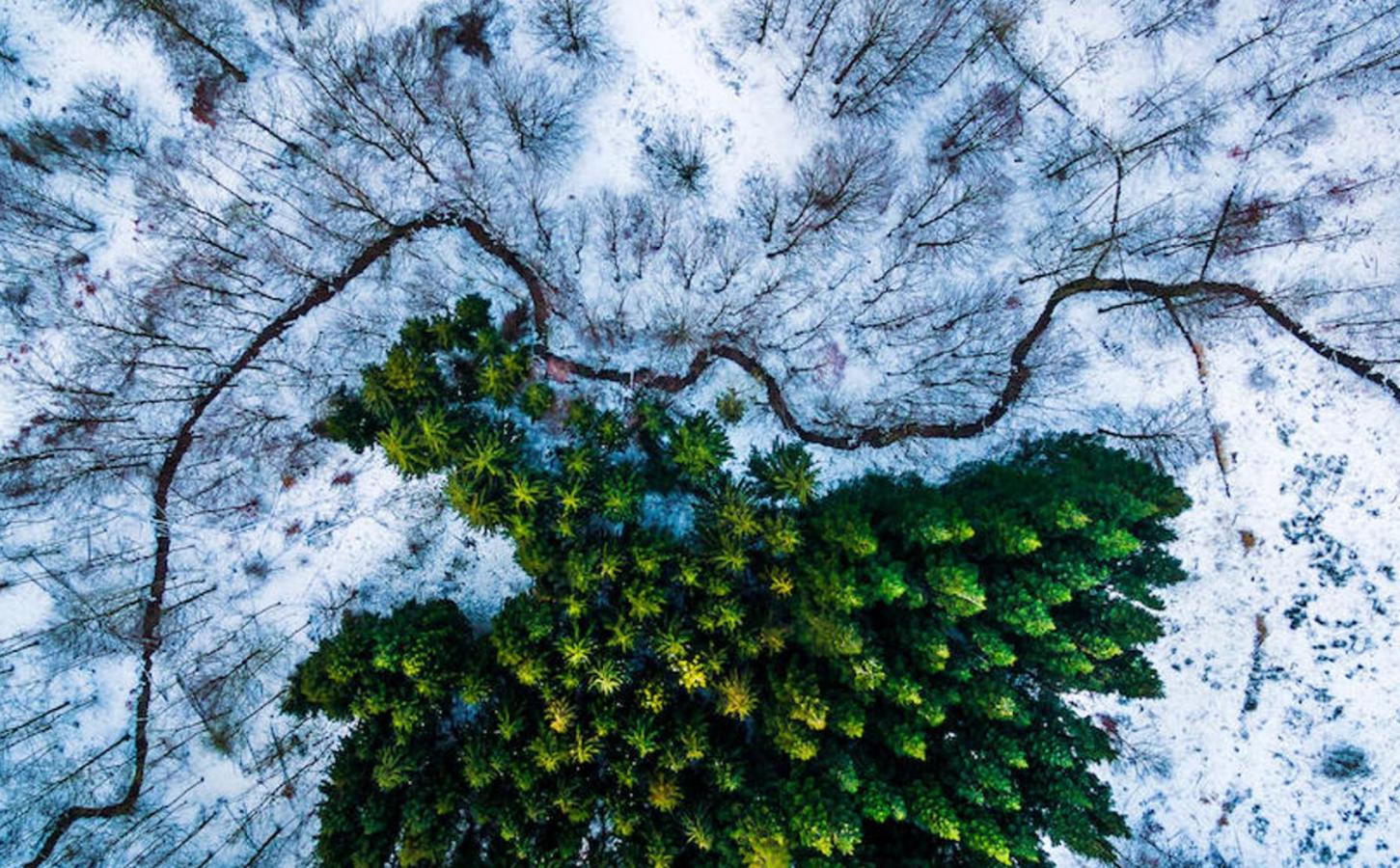 Bosque de Kalbyris, Dinamarca. Primer Premio categoría Naturaleza y Vida salvaje