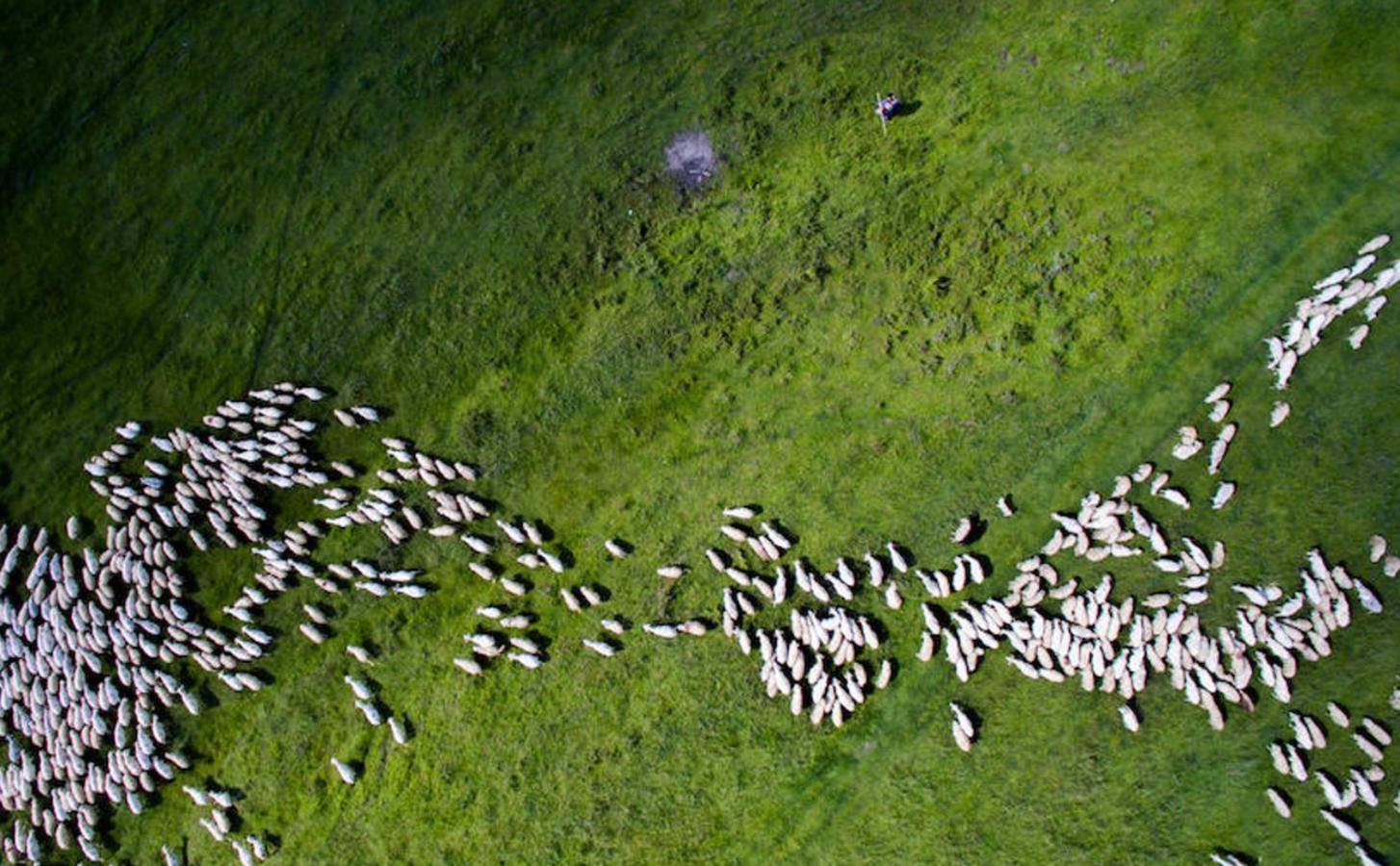 Rebaño de ovejas. Segundo Premio de la categoría Naturaleza y Vida salvaje