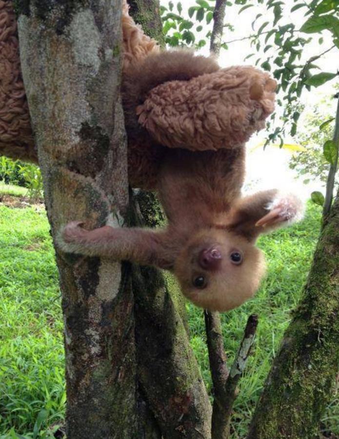 Los bebés perezosos más tiernos del planeta. La zoóloga estadounidense Sam Trull cofundó El Instituto de Perezosos donde se acogen a ejemplares heridos, pero sobre todo a crías huérfanas a las que alimentan y cuidan hasta que las liberan ya adultas