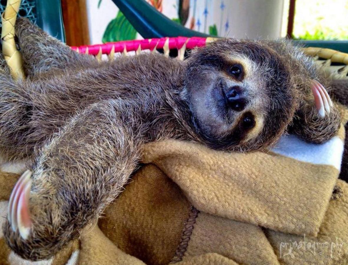 Los bebés perezosos más tiernos del planeta. La zoóloga estadounidense Sam Trull cofundó El Instituto de Perezosos donde se acogen a ejemplares heridos, pero sobre todo a crías huérfanas a las que alimentan y cuidan hasta que las liberan ya adultas