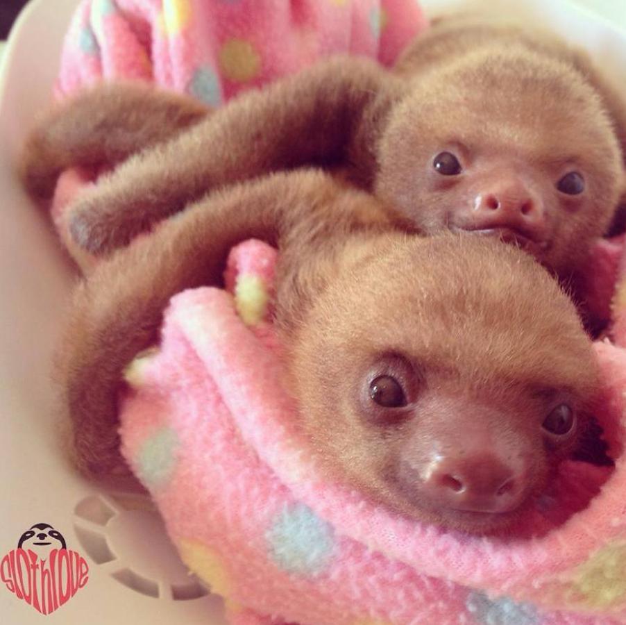 Los bebés perezosos más tiernos del planeta. La zoóloga estadounidense Sam Trull cofundó El Instituto de Perezosos donde se acogen a ejemplares heridos, pero sobre todo a crías huérfanas a las que alimentan y cuidan hasta que las liberan ya adultas