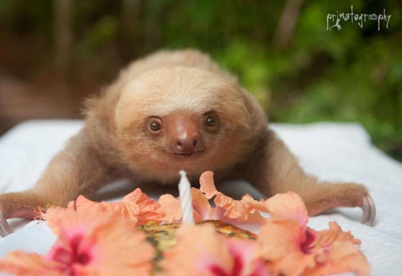 Los bebés perezosos más tiernos del planeta. La zoóloga estadounidense Sam Trull cofundó El Instituto de Perezosos donde se acogen a ejemplares heridos, pero sobre todo a crías huérfanas a las que alimentan y cuidan hasta que las liberan ya adultas