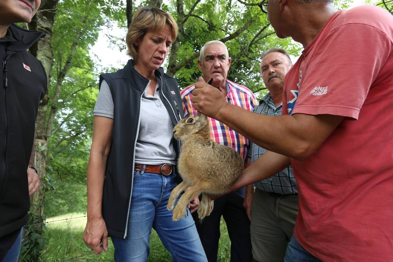 La Diputación suelta 15 liebres europeas para contribuir a la recuperación de la especie en Bizkaia