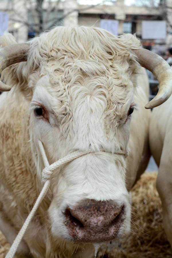 Feria ganadera y agrícola en Leioa