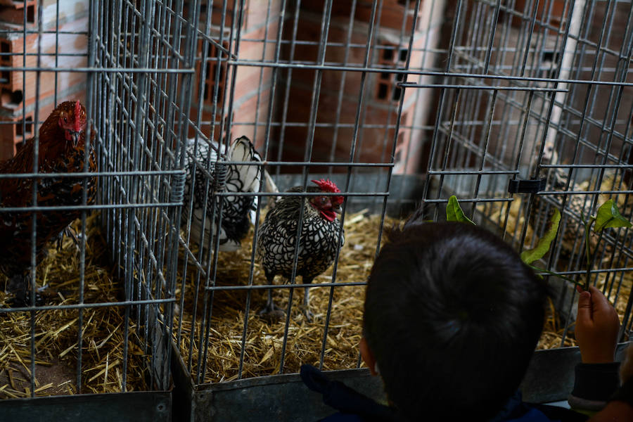 Feria ganadera y agrícola en Leioa