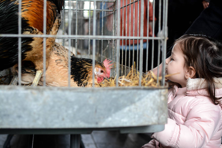 Feria ganadera y agrícola en Leioa