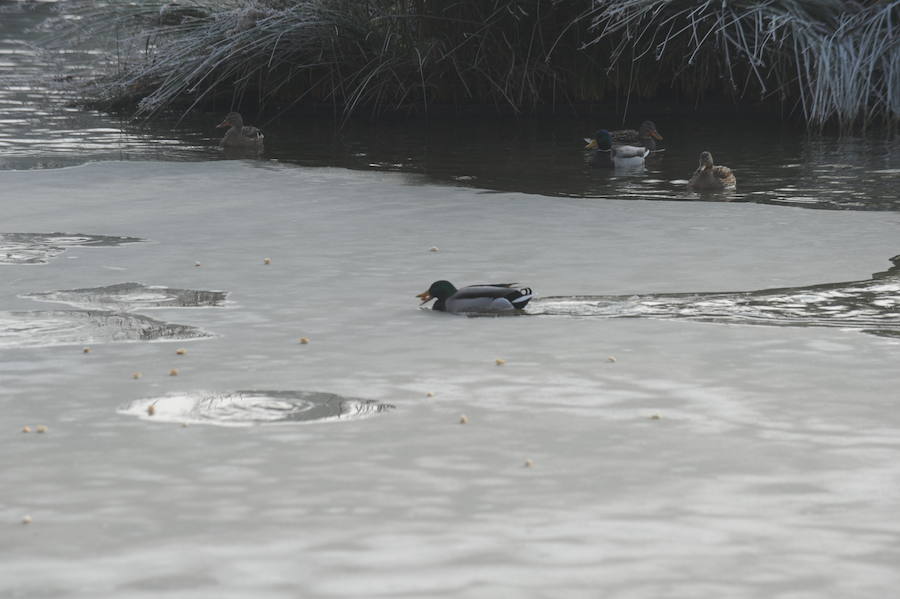 Álava despide el año a bajo cero