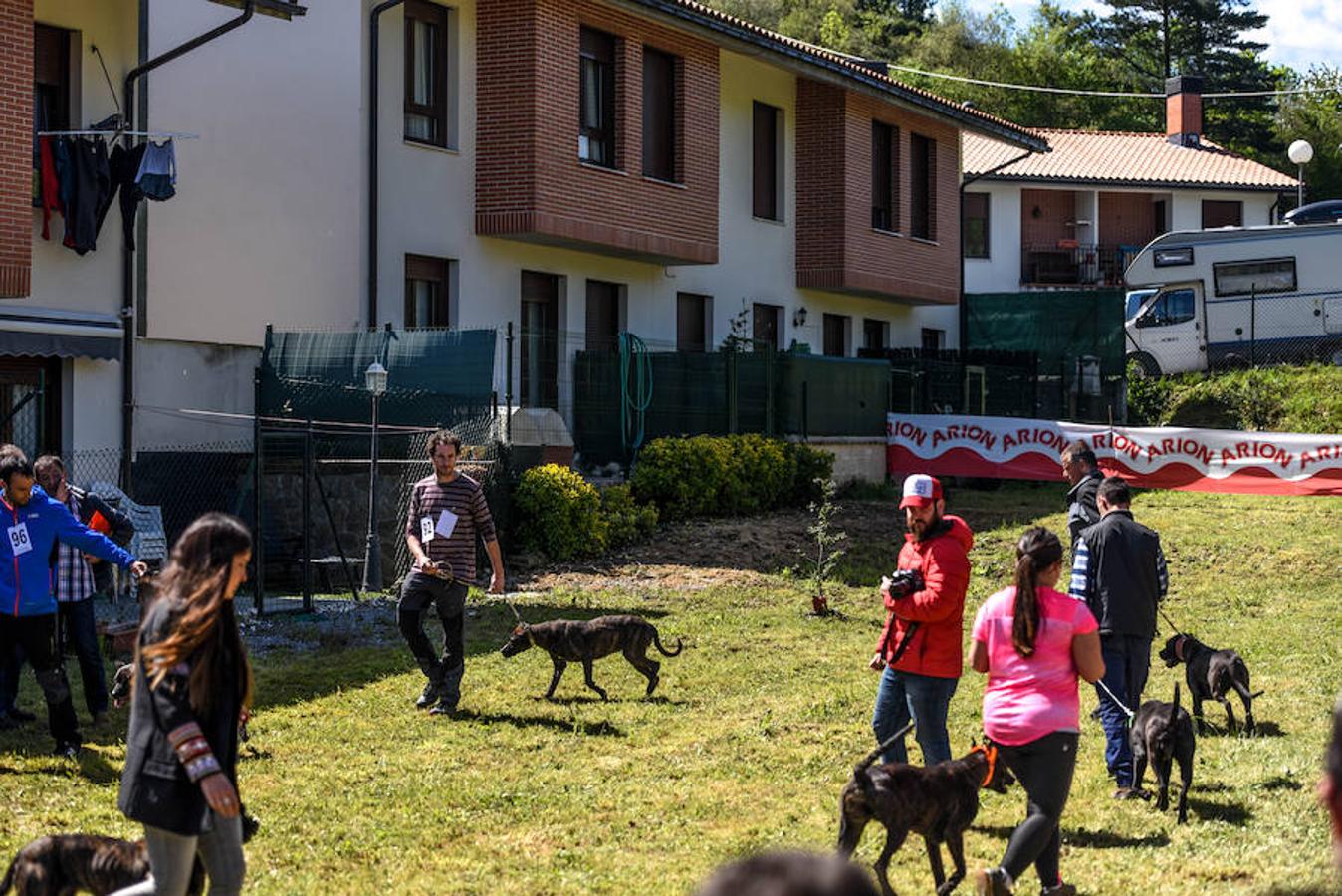 Fiesta del campo en Trucíos