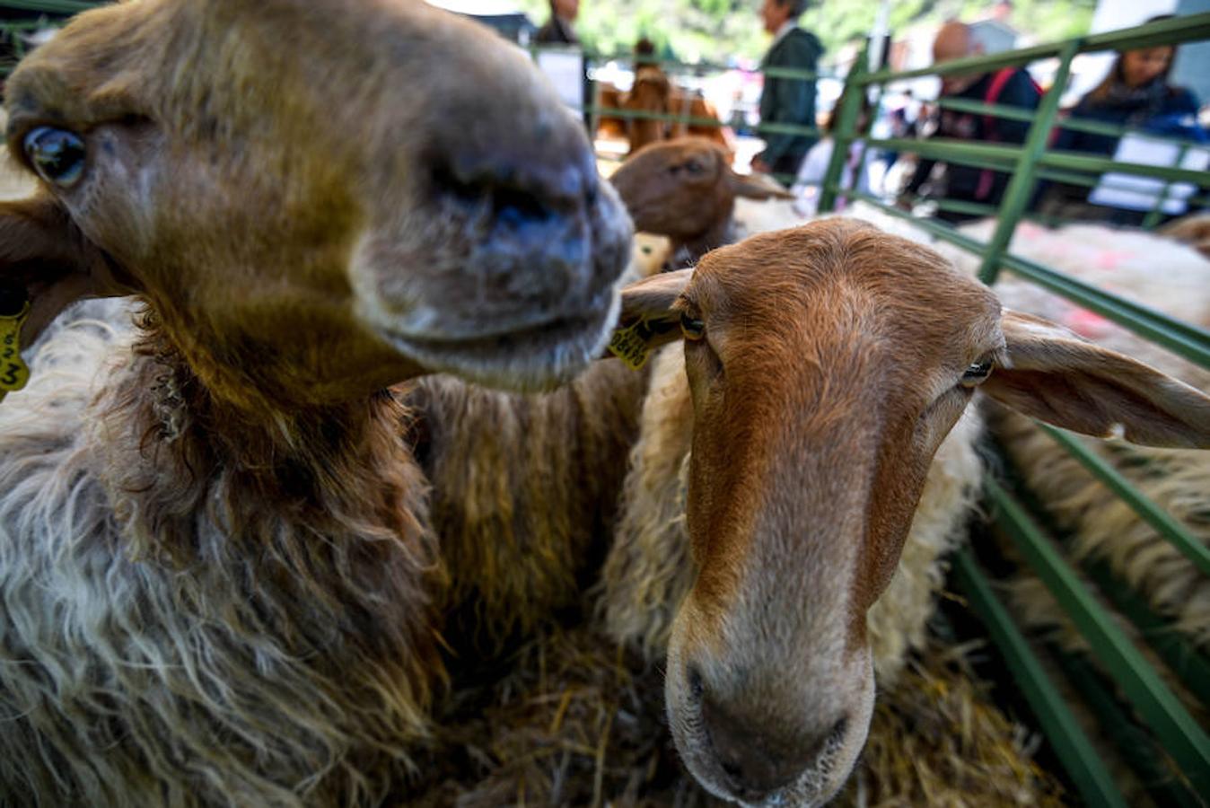 Fiesta del campo en Trucíos