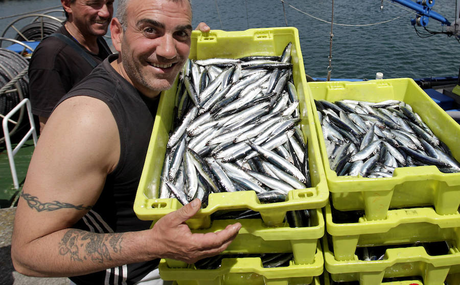 Buena captura de anchoa en Bermeo
