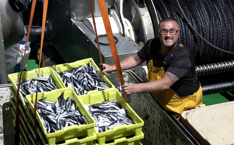 Buena captura de anchoa en Bermeo