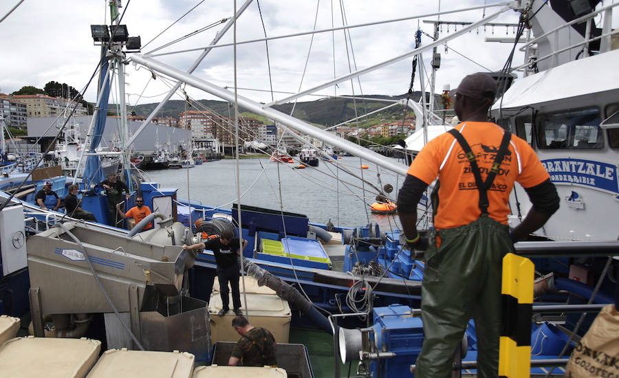 Buena captura de anchoa en Bermeo