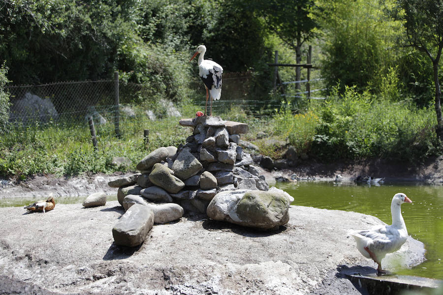 Un refugio para fauna silvestre amenazada, en Kortezubi