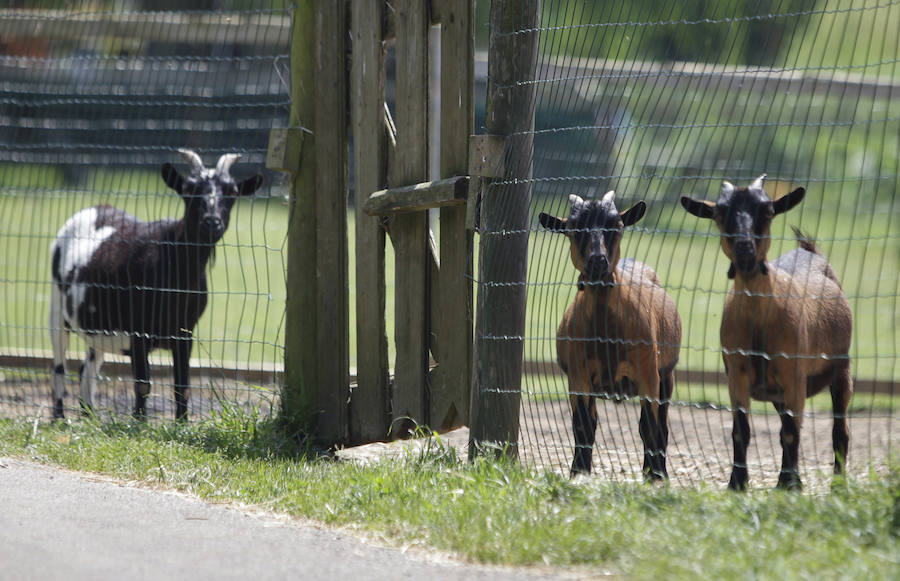 Un refugio para fauna silvestre amenazada, en Kortezubi