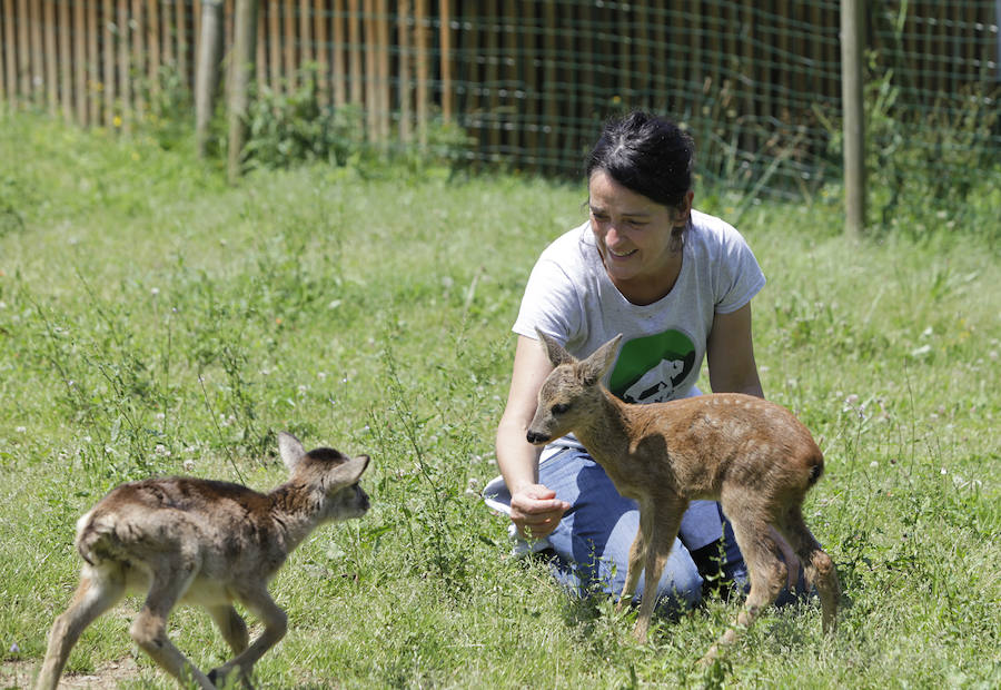 Un refugio para fauna silvestre amenazada, en Kortezubi