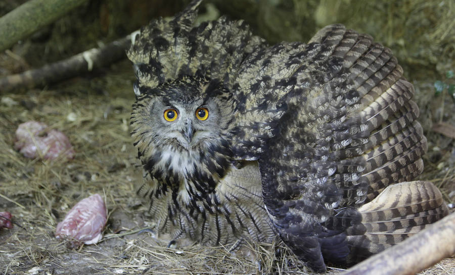 Un refugio para fauna silvestre amenazada, en Kortezubi