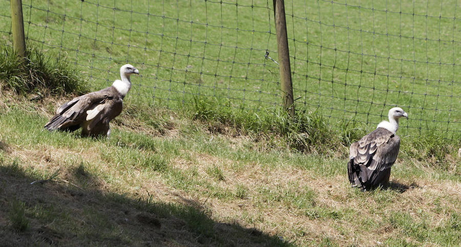 Un refugio para fauna silvestre amenazada, en Kortezubi