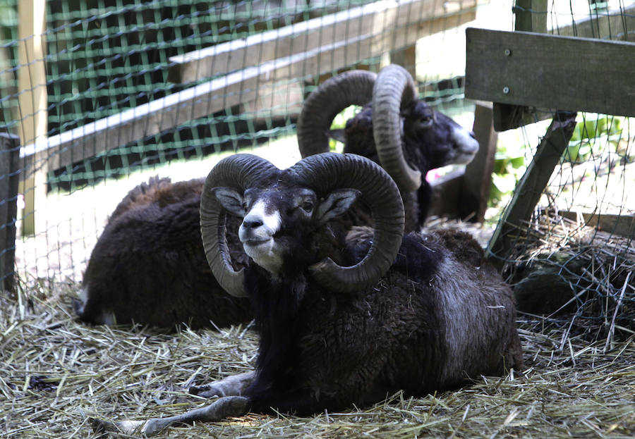 Un refugio para fauna silvestre amenazada, en Kortezubi