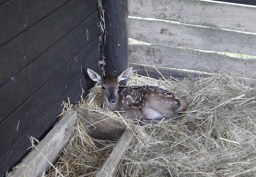 Un refugio para fauna silvestre amenazada, en Kortezubi