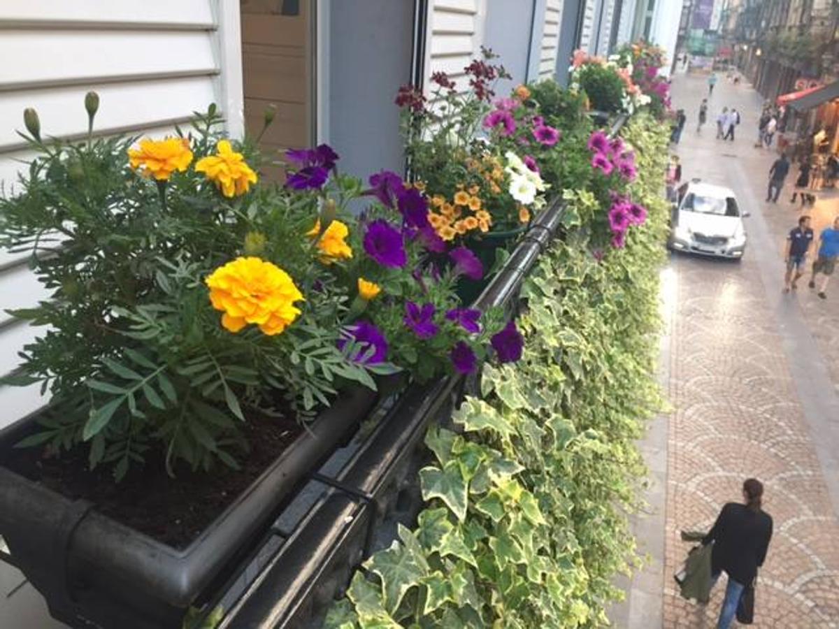 Los mejores balcones del III Concurso de Decoración de Balcones y Miradores del Casco Viejo de Bilbao