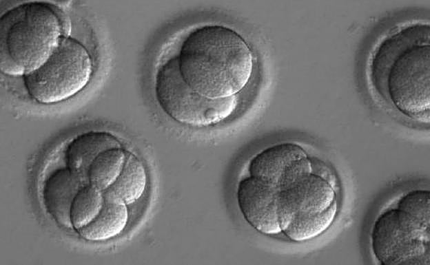 Científicos en EE UU logran eliminar enfermedades genéticas en embriones humanos