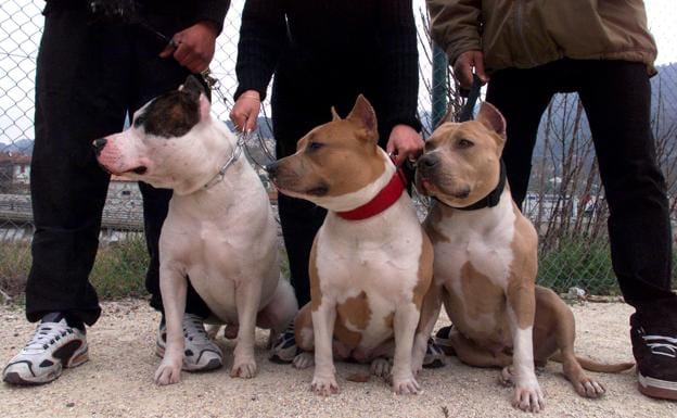 Holanda impone un carné y cursos para dueños de perros peligrosos
