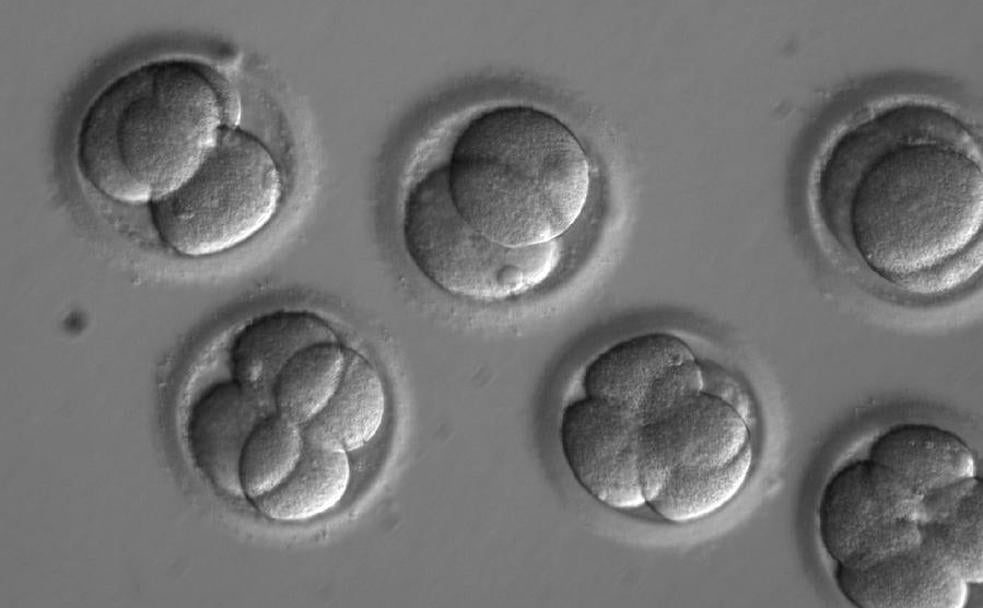 Embriones tratados durante la investigación. 