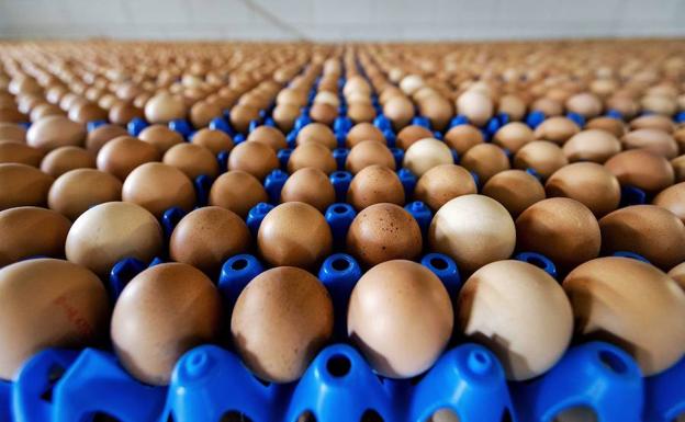 ¿Qué es el fipronil y para qué se utiliza?