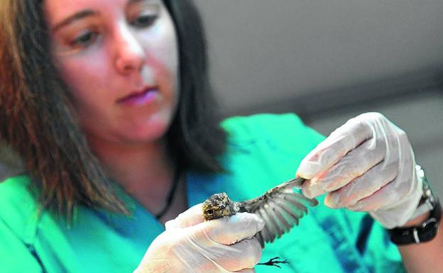 Imagen principal - En la imagen superior, la tarabilla, como ésta, se distribuye por toda la Península y se alimenta, sobre todo, de insectos. Abajo, el buitre leonado es una de las aves con más ingresos en Martioda. Por último, un erizo que llegó a final de julio.