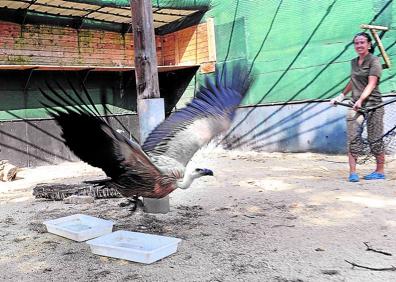 Imagen secundaria 1 - En la imagen superior, la tarabilla, como ésta, se distribuye por toda la Península y se alimenta, sobre todo, de insectos. Abajo, el buitre leonado es una de las aves con más ingresos en Martioda. Por último, un erizo que llegó a final de julio.
