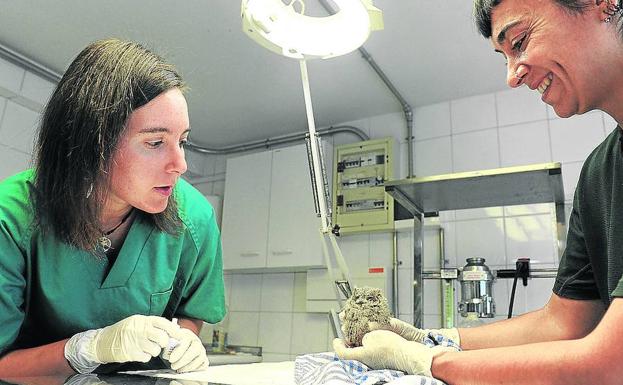 600 animales han ingresado desde enero en Martioda, un 27% más que hace un año