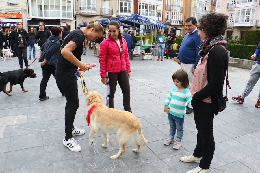 Apasos celebra su pasarela canina